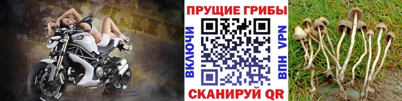 Псилоцибиновые грибы Psilocybine cubensis Саянск